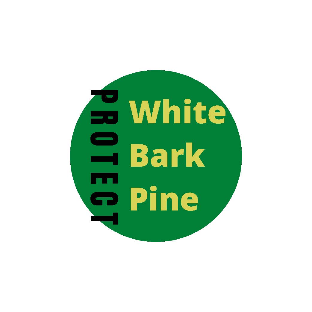 Whitebark Pine Tree Needles